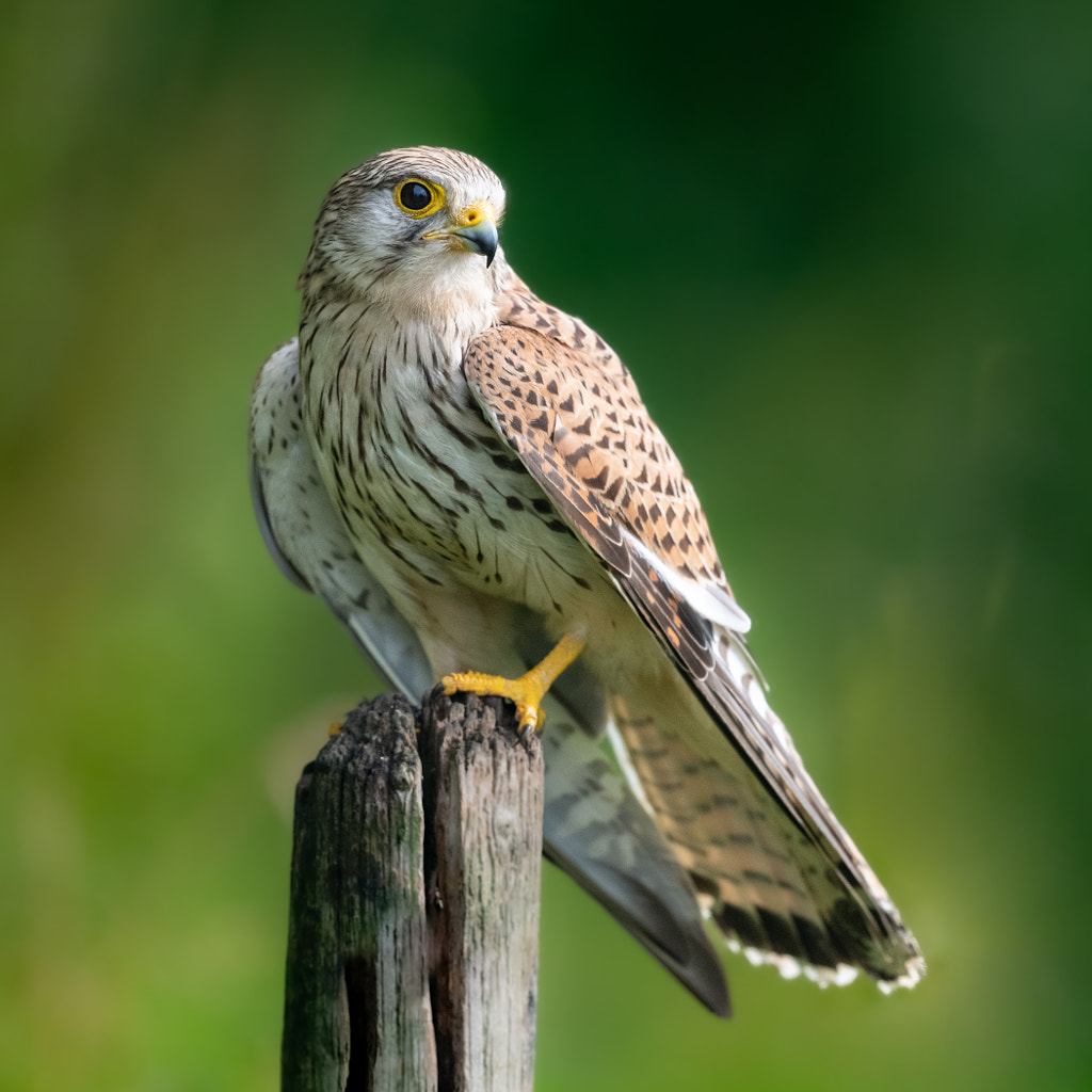 kestrel 001 by Adriaan Franssen / 500px