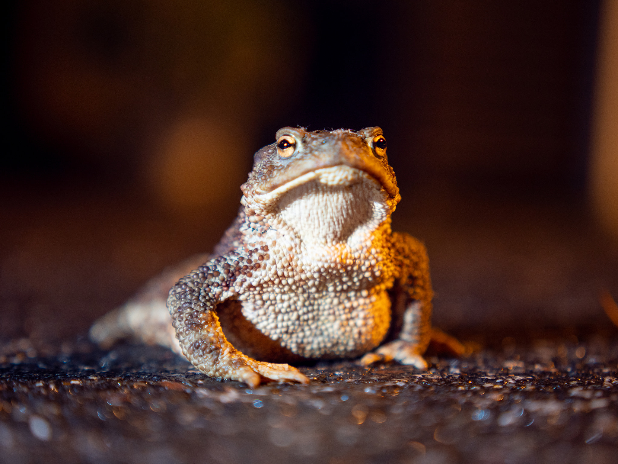 Frog on the ground staring at the camera