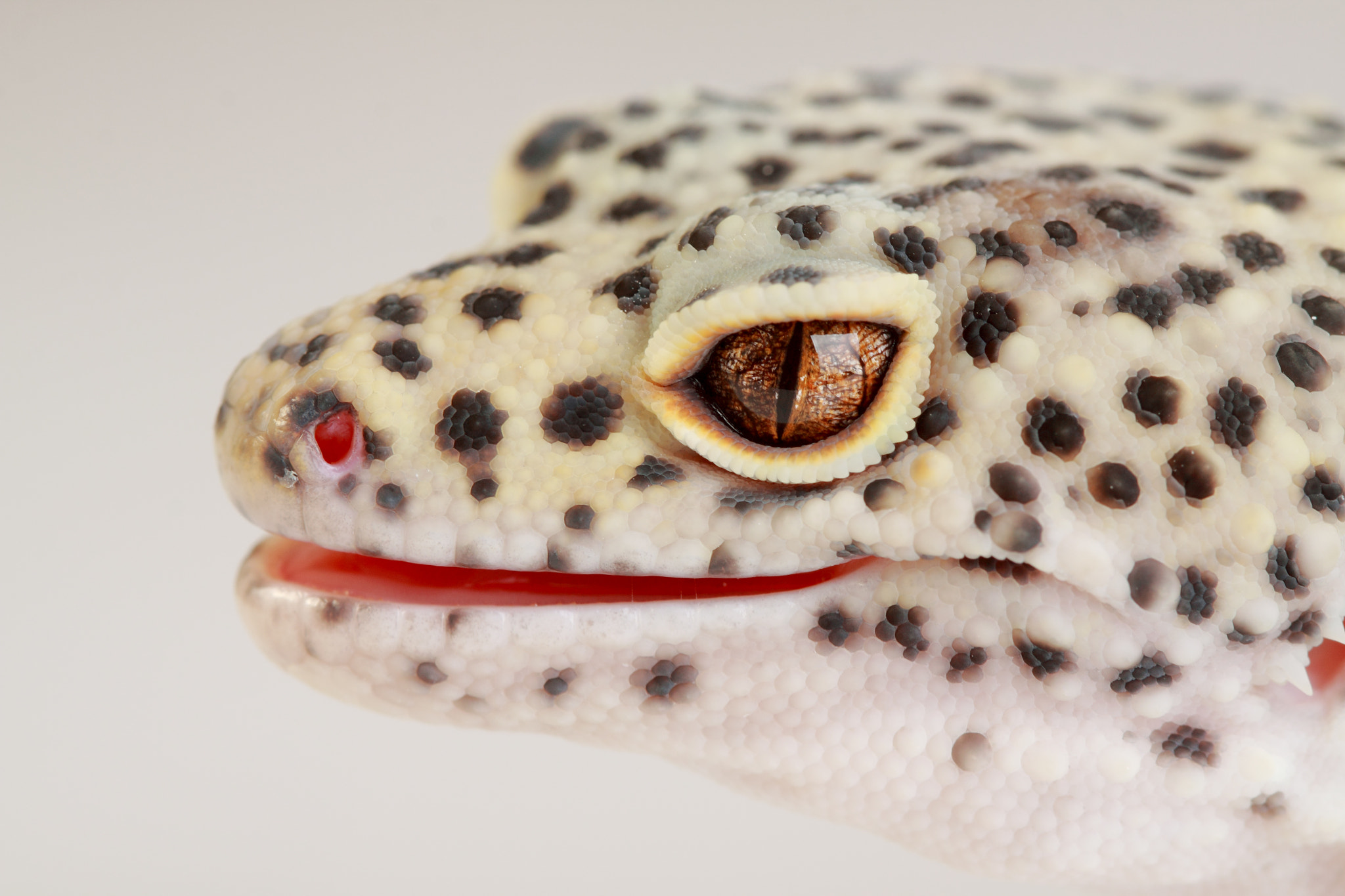 a beautiful portrait of a leopard gecko