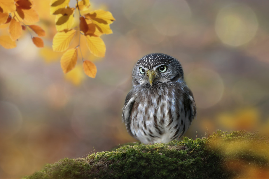 bathed-in-golden-light-by-michael-milfeit-500px