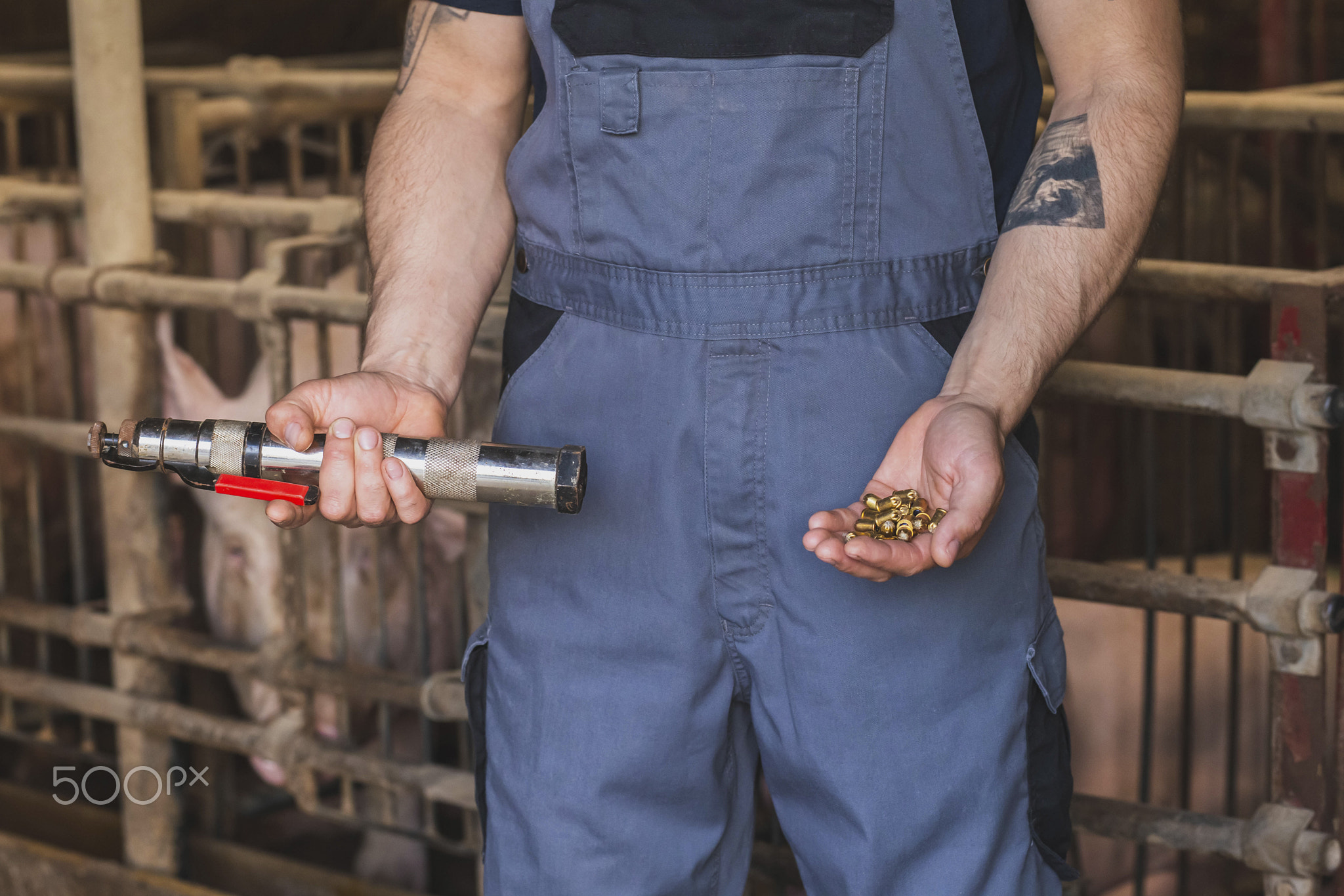 Farm worker holding a gun for humane killing of animals