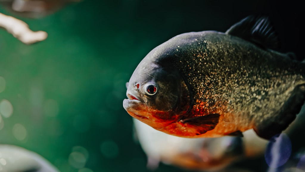 Cute Animal Facts That Will Blow Your Mind Predatory hungry freshwater red bellied piranha fish swimming in by Kristina Victorovna on 500px.com