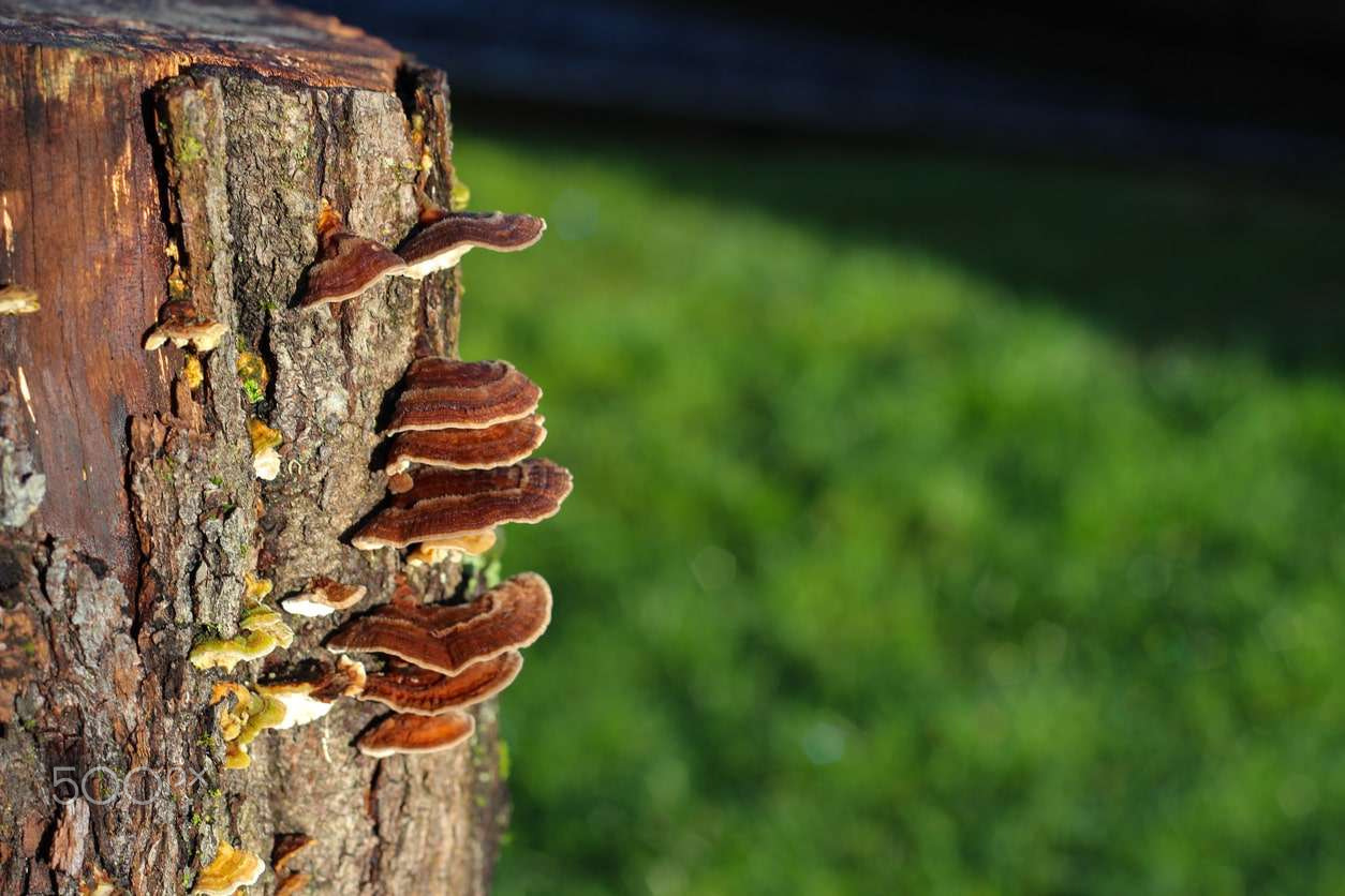 Reishi-Mushroom-benefits