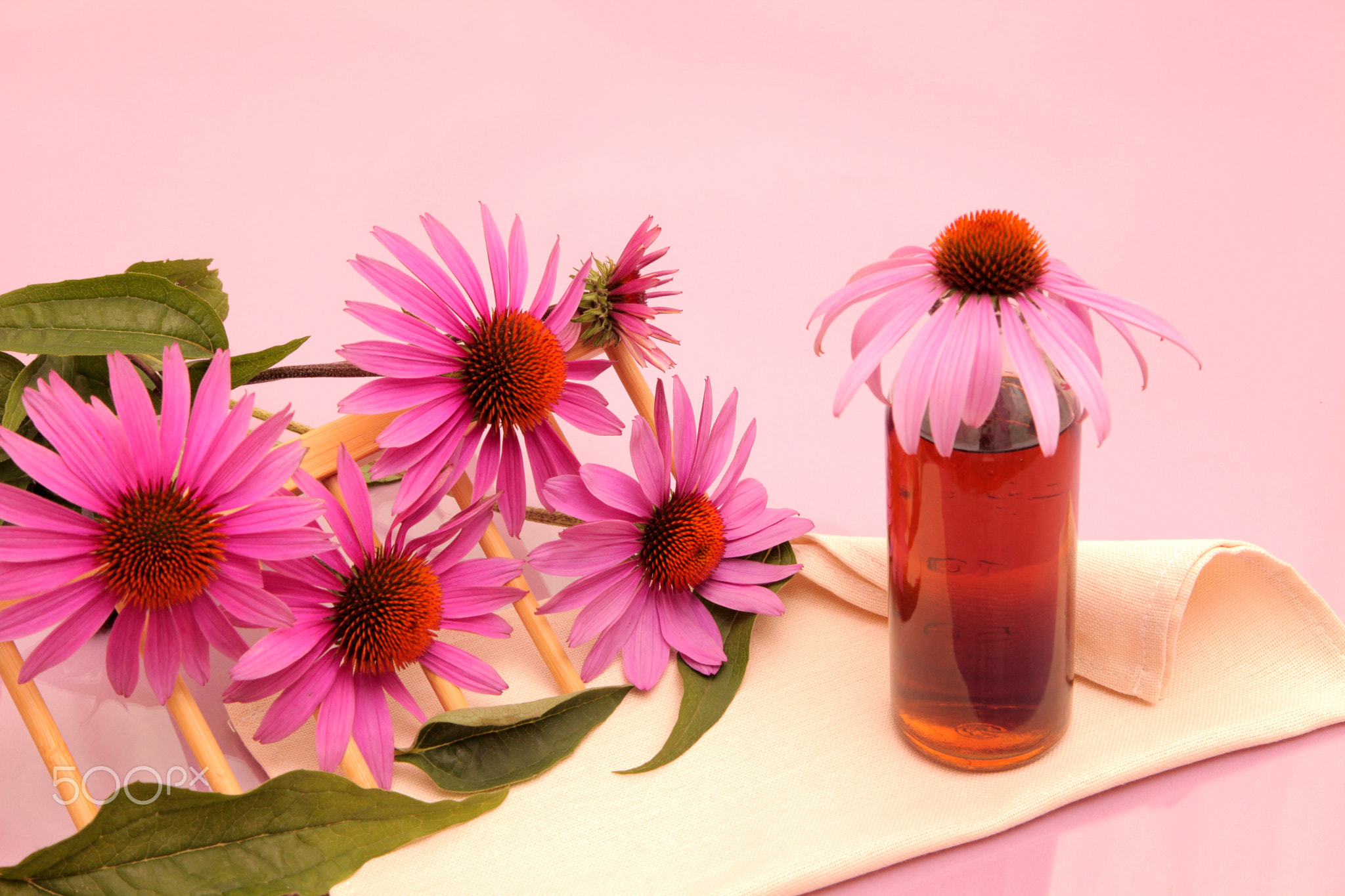 Echinacea. Medicinal plants. Echinacea flowers and tincture.