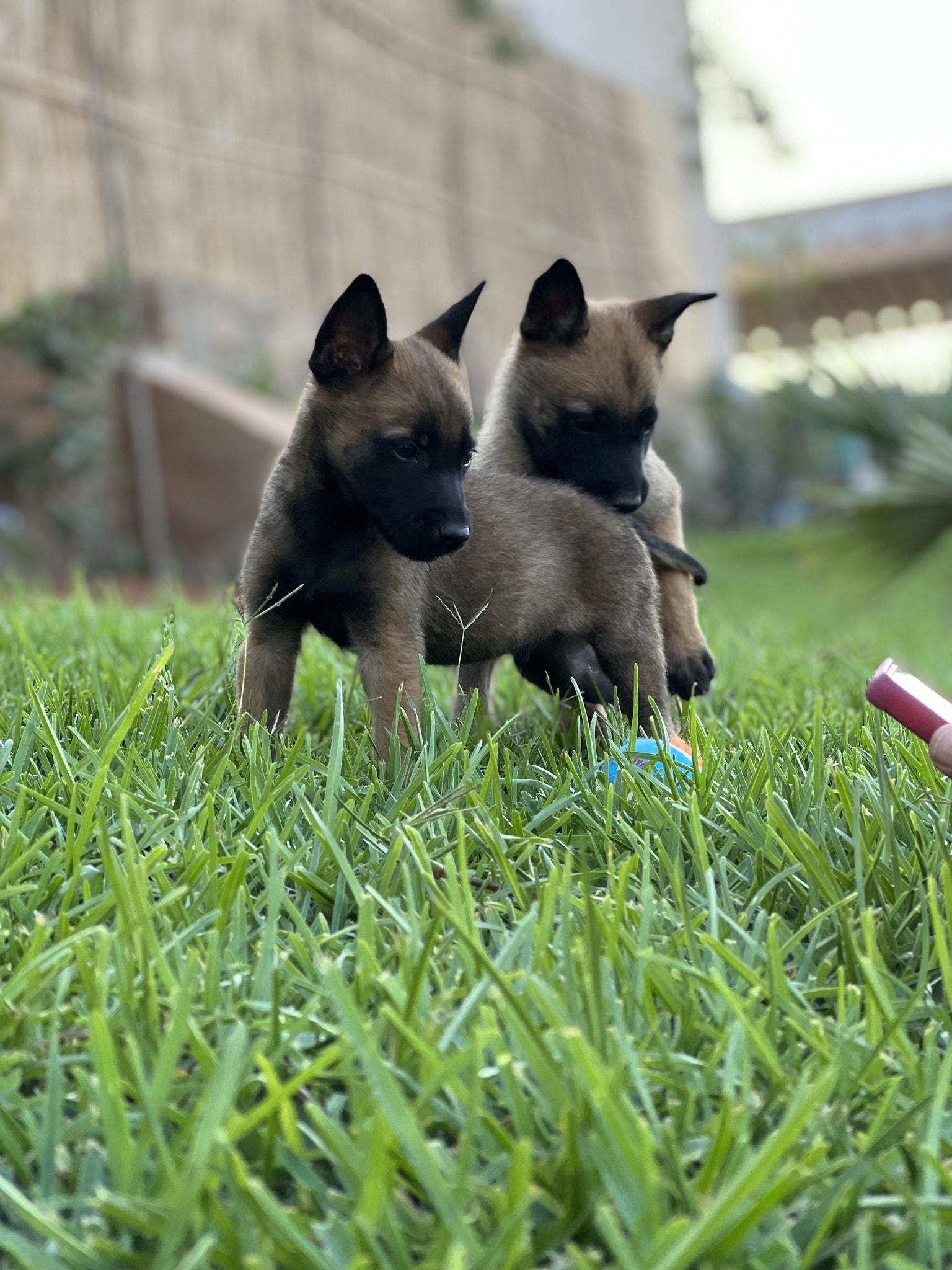 Puppies reacting to a tiktok