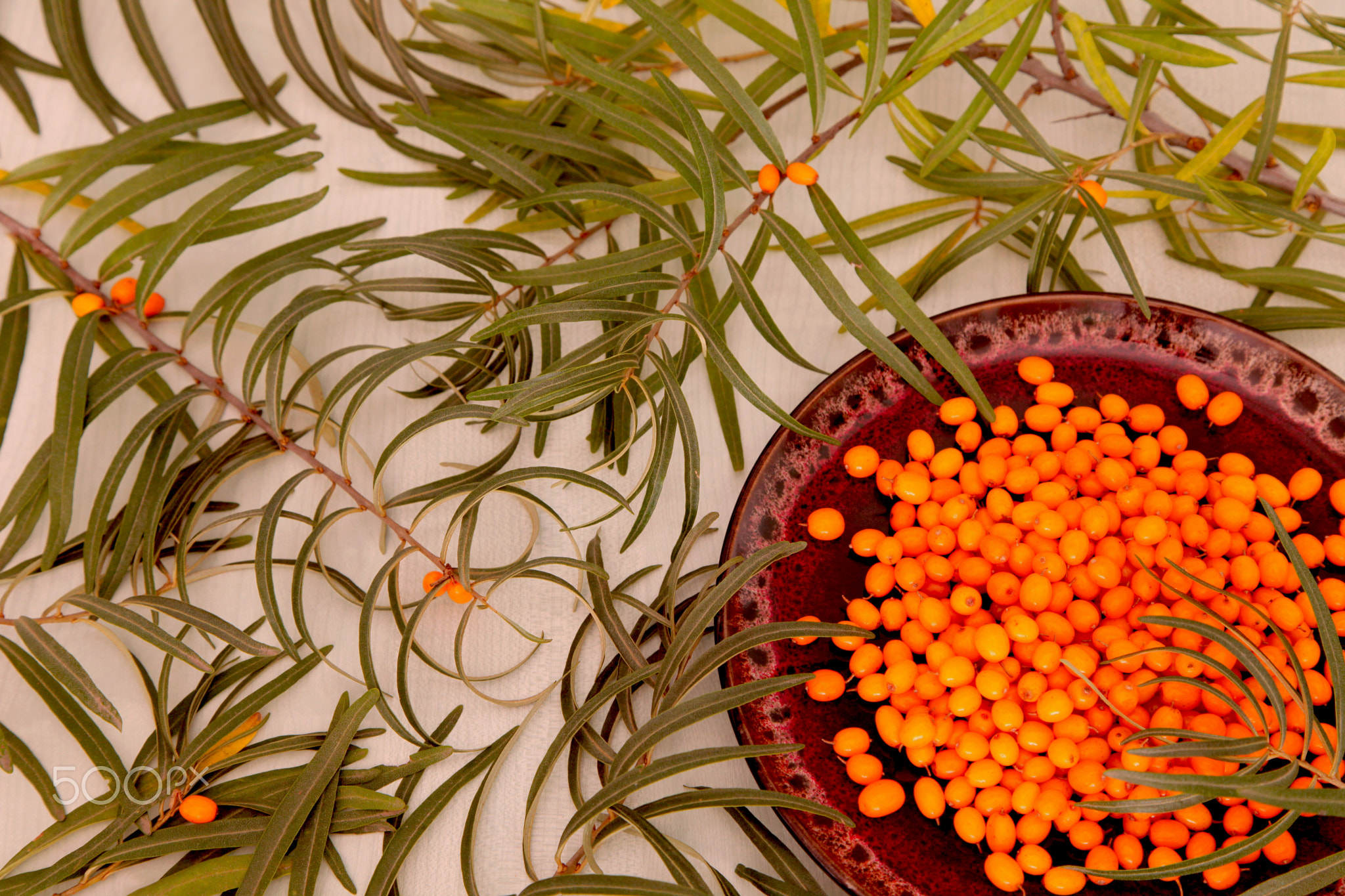 Sea buckthorn, berries and branches with green leaves.