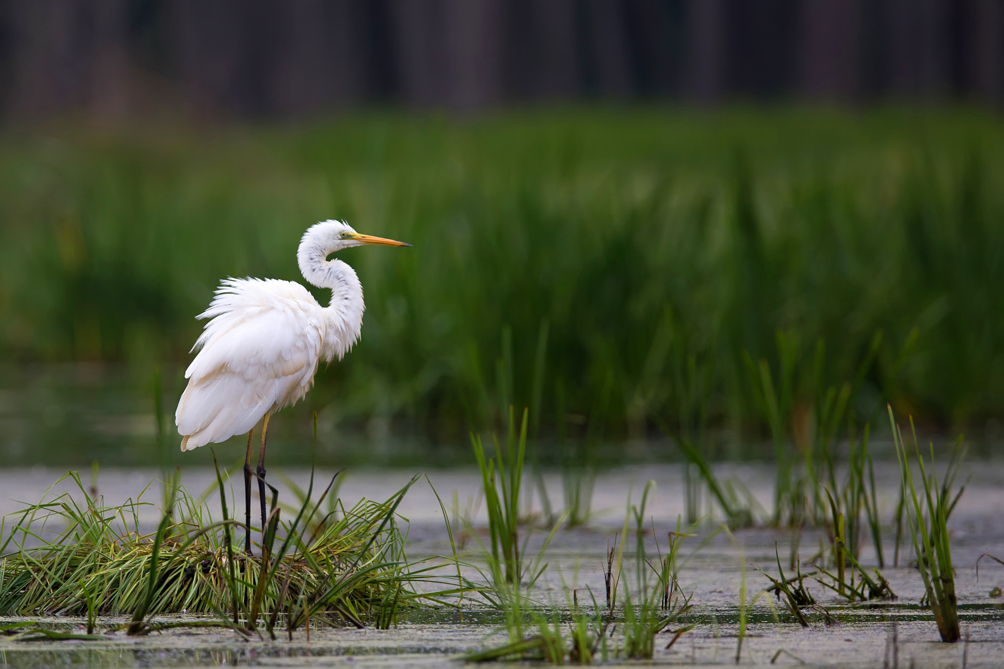 Great Egret in the wild