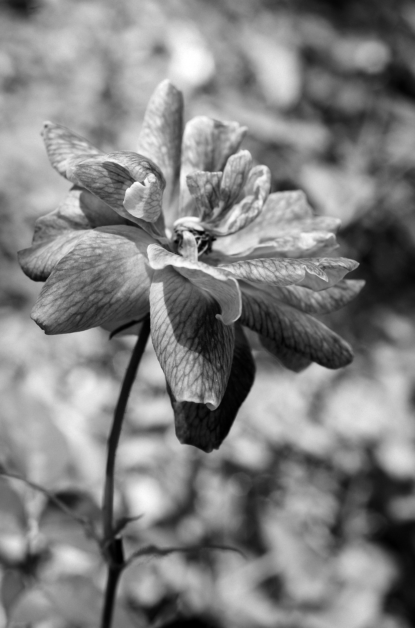 Rose (9) -Taiwan-