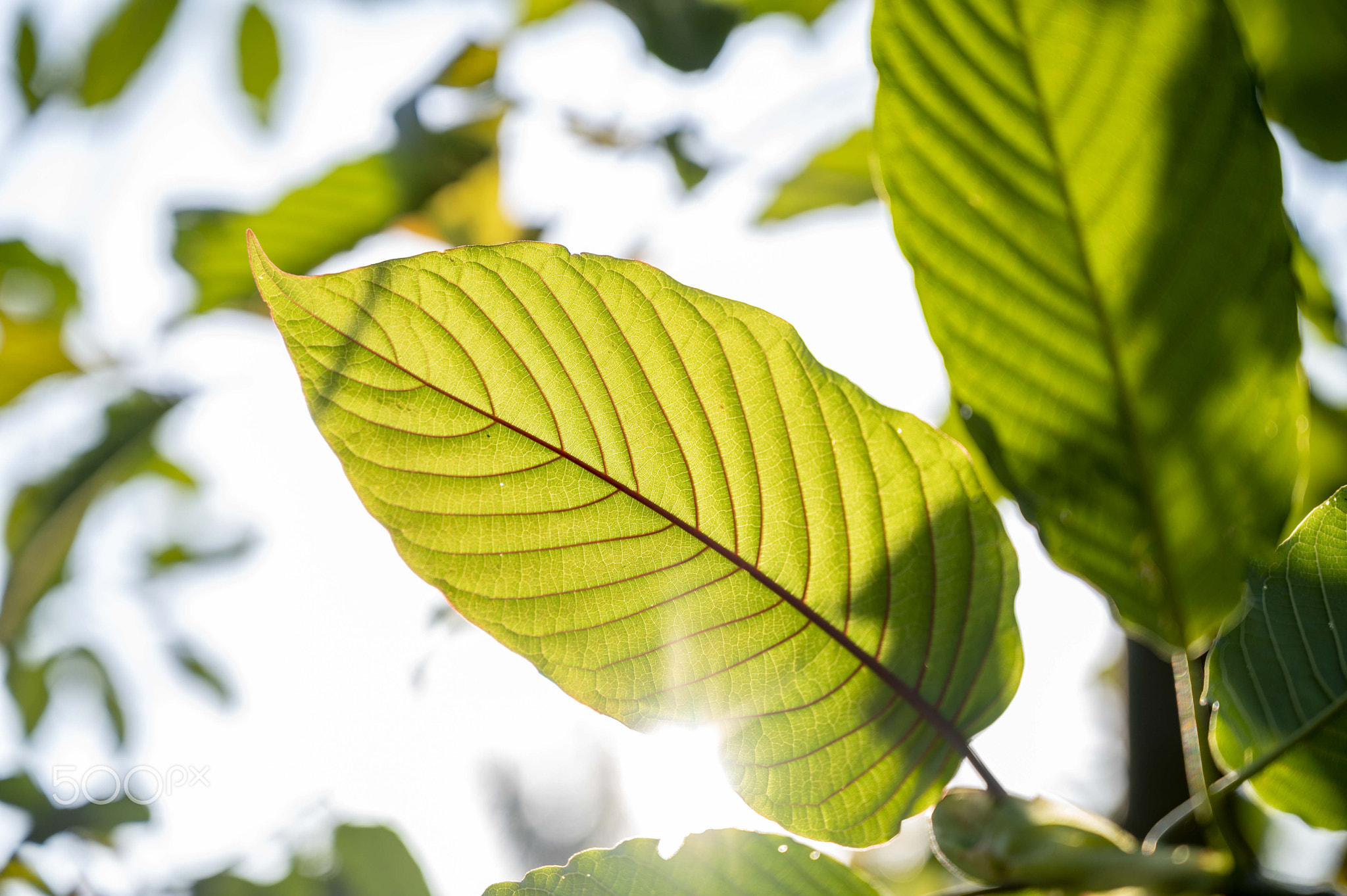 Kratom Mitragyna speciosa green Is a type of drug