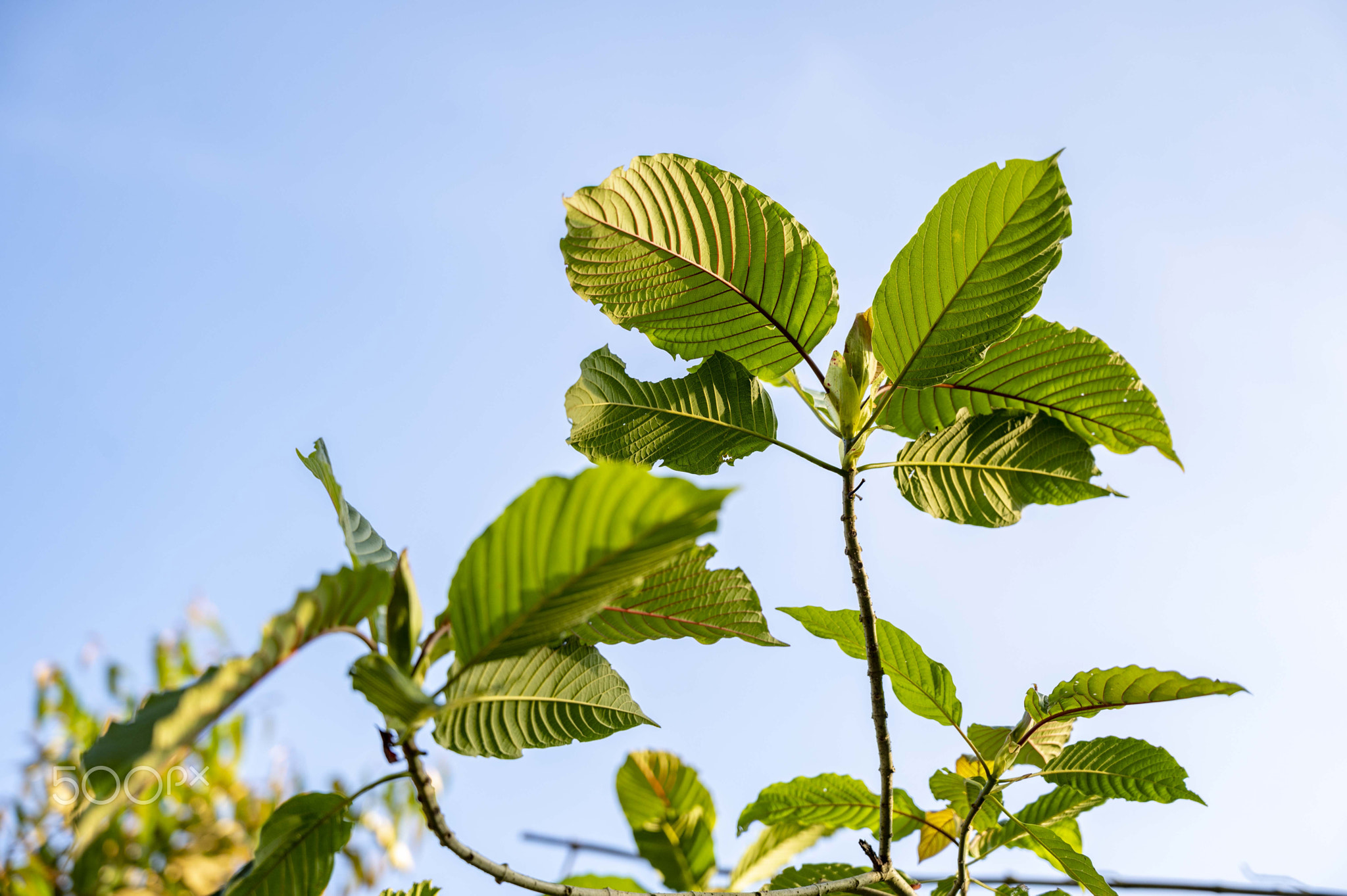 Kratom Mitragyna speciosa green Is a type of drug