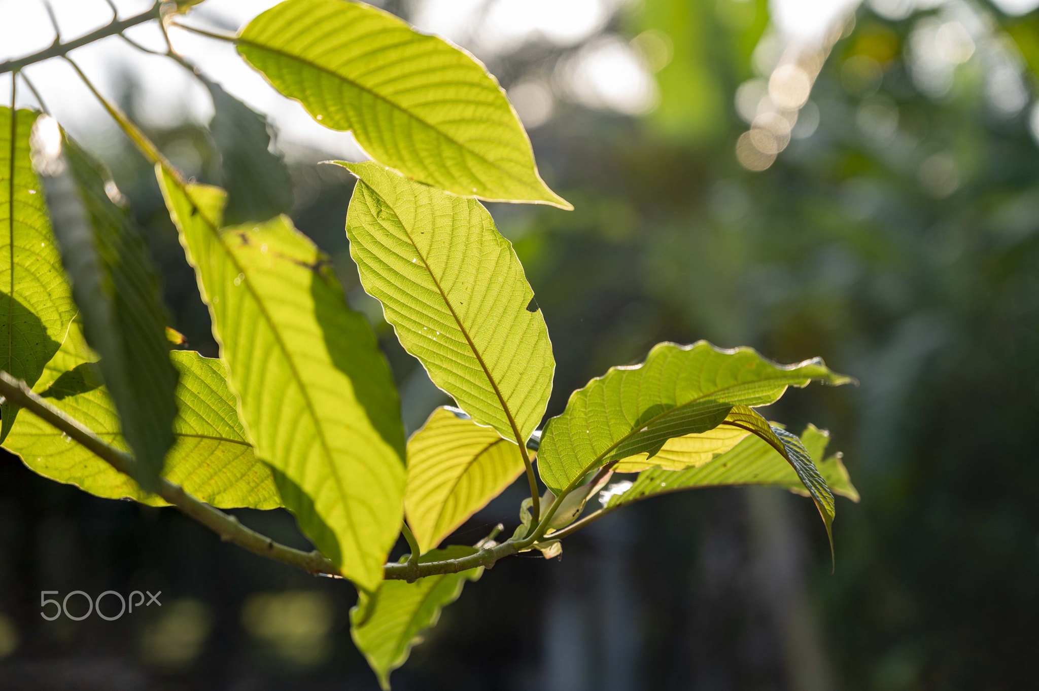 Kratom Mitragyna speciosa green Is a type of drug