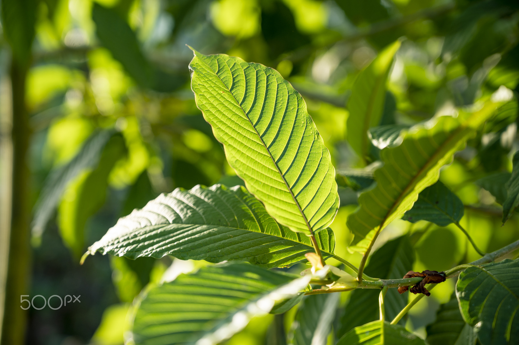 Kratom (Mitragyna speciosa) green Is a type of drug