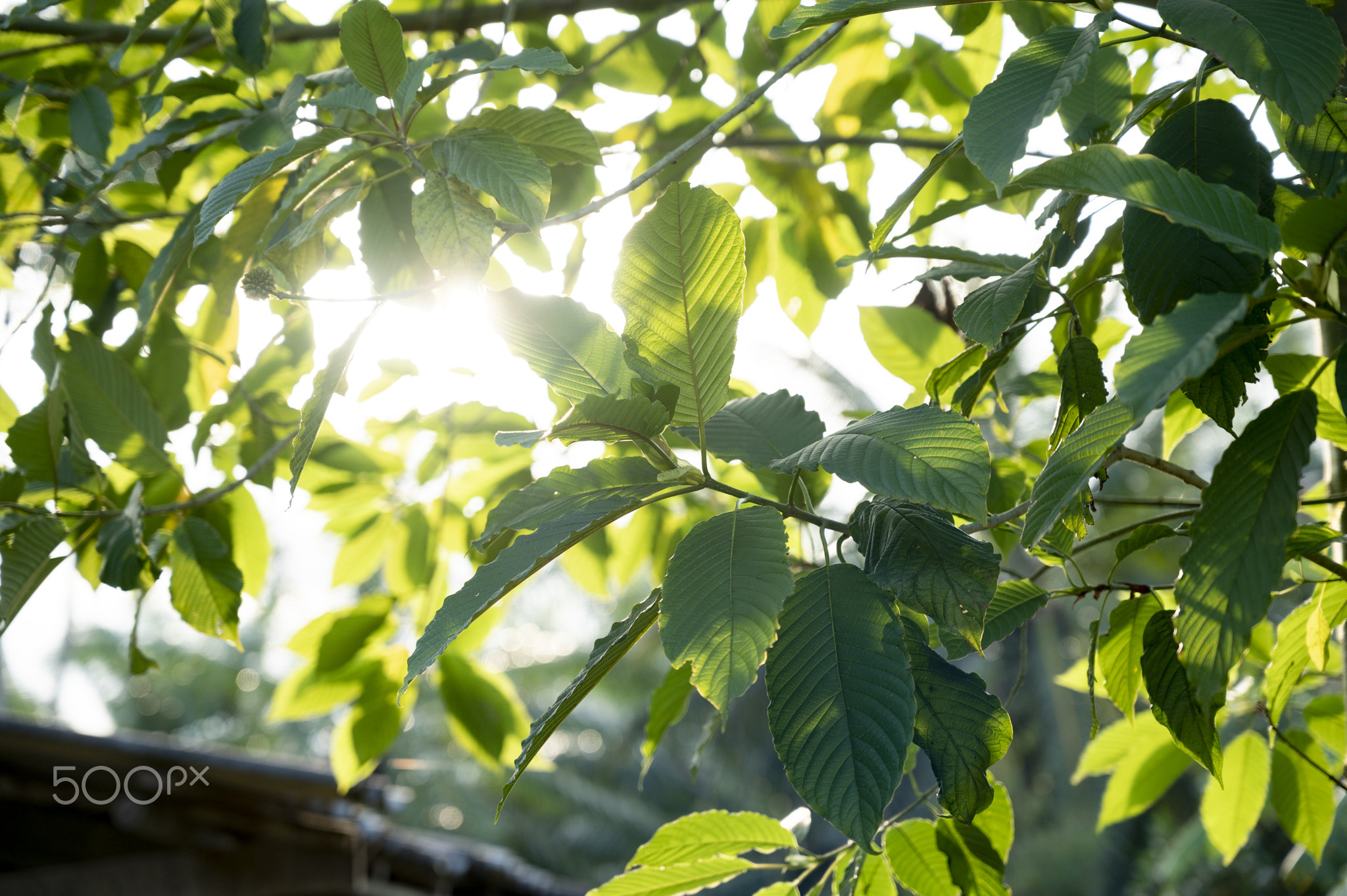 Kratom (Mitragyna speciosa) green Is a type of drug