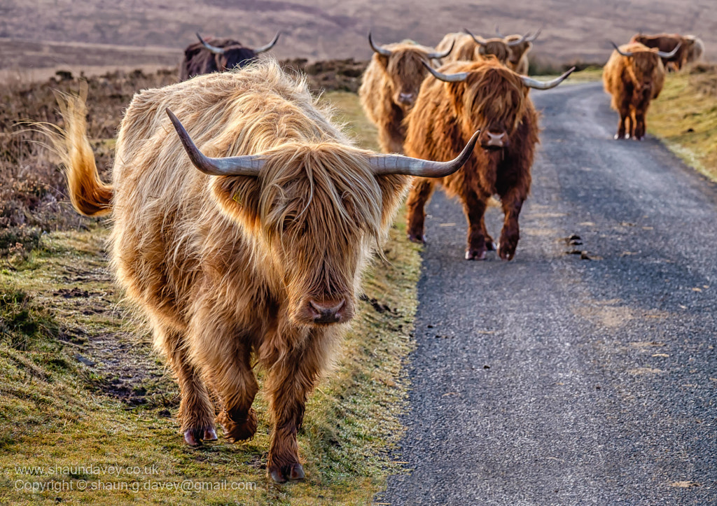 Highland Cattle, Exmoor National Park, UK by Shaun Davey / 500px