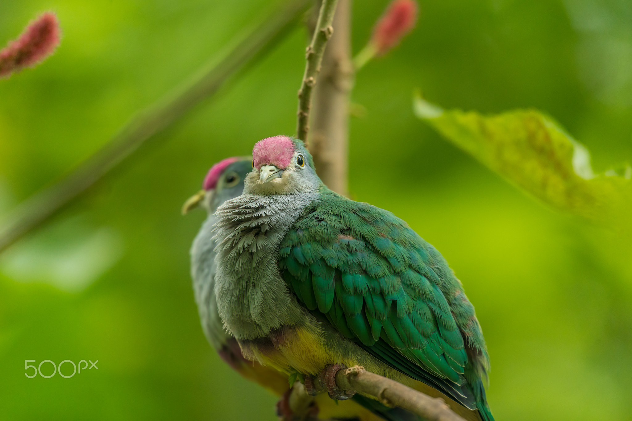 Close-up of bird perching on branch