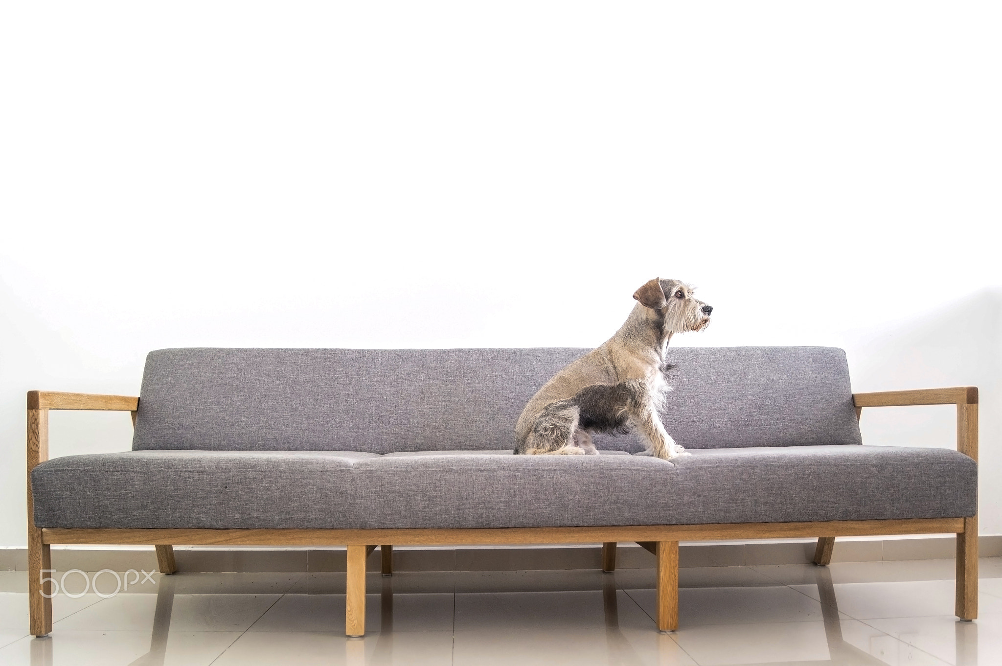 dog sitting in a big armchair, looking out the window
