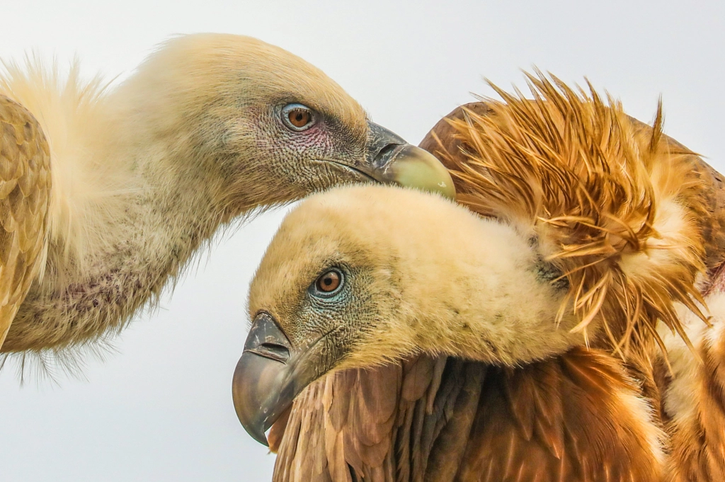 Griffon Vultures by Assaf Goldberg / 500px