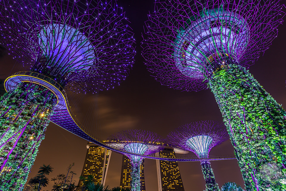 Singapore Supertree by Gordonk -Photography on 500px.com