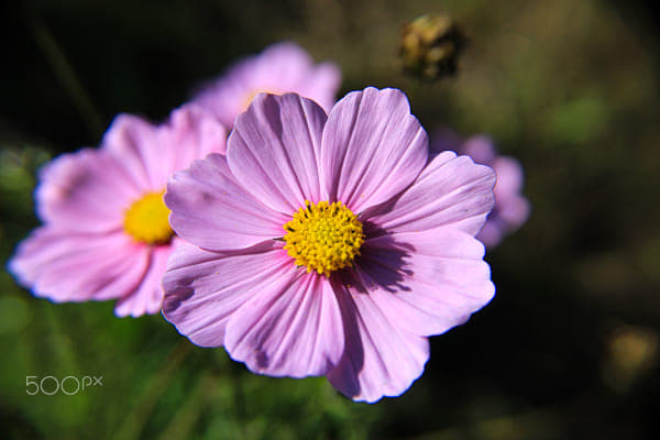 The pink Garden Cosmos on 500px.com