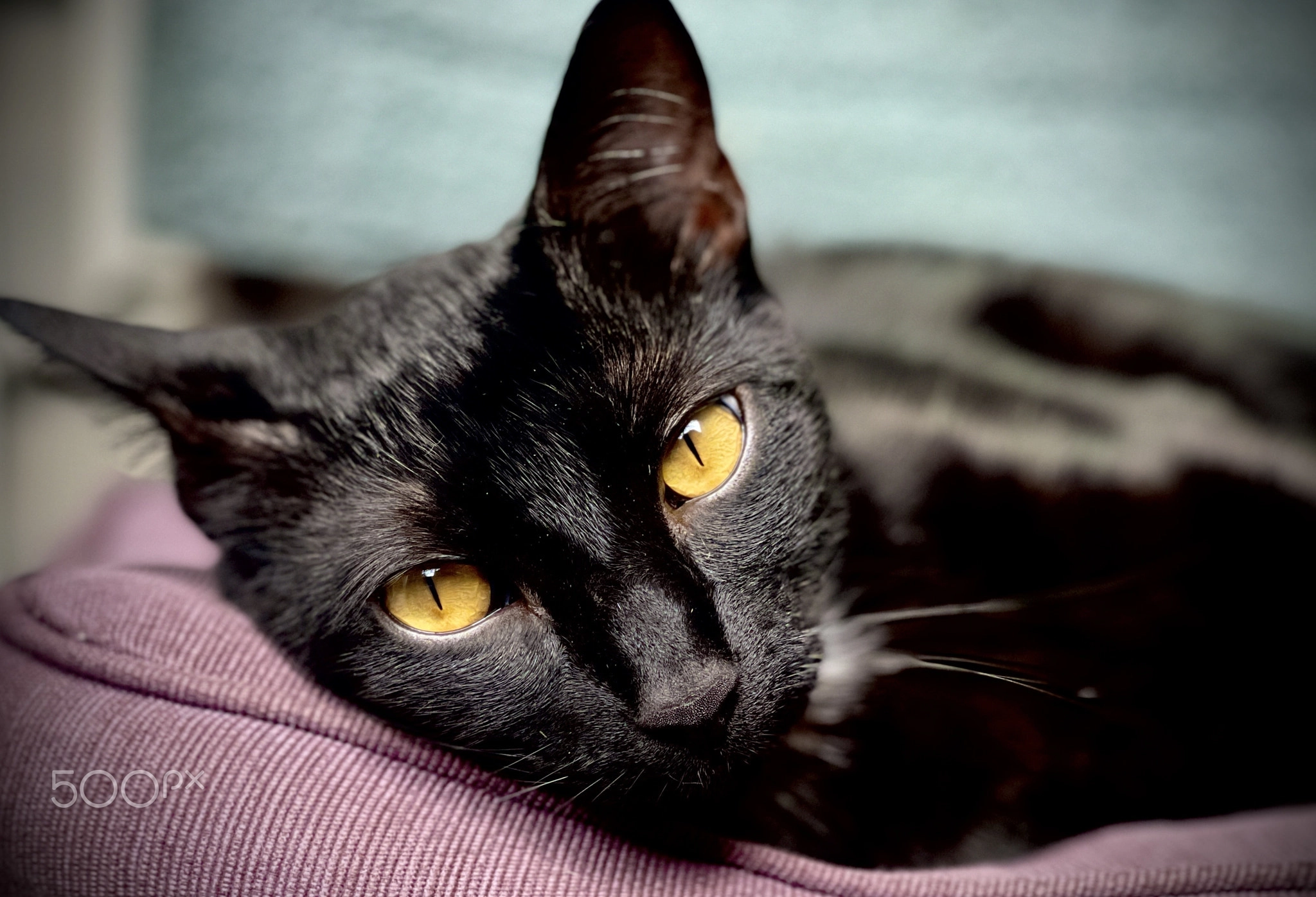 Amber Eyes, Black Cat Portrait