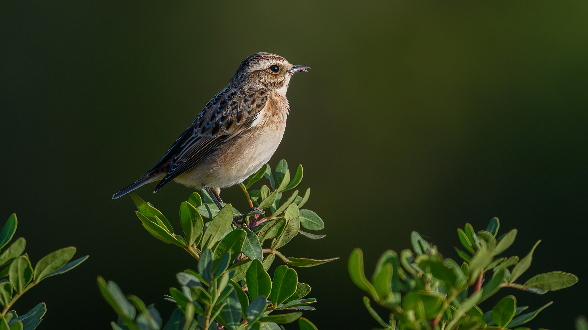 Winchat with grub by Seamus Breen / 500px