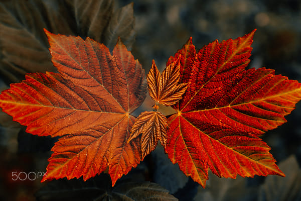 Automne orange Magnifiques feuilles d'érable by Svitlana Mykhed on 500px.com