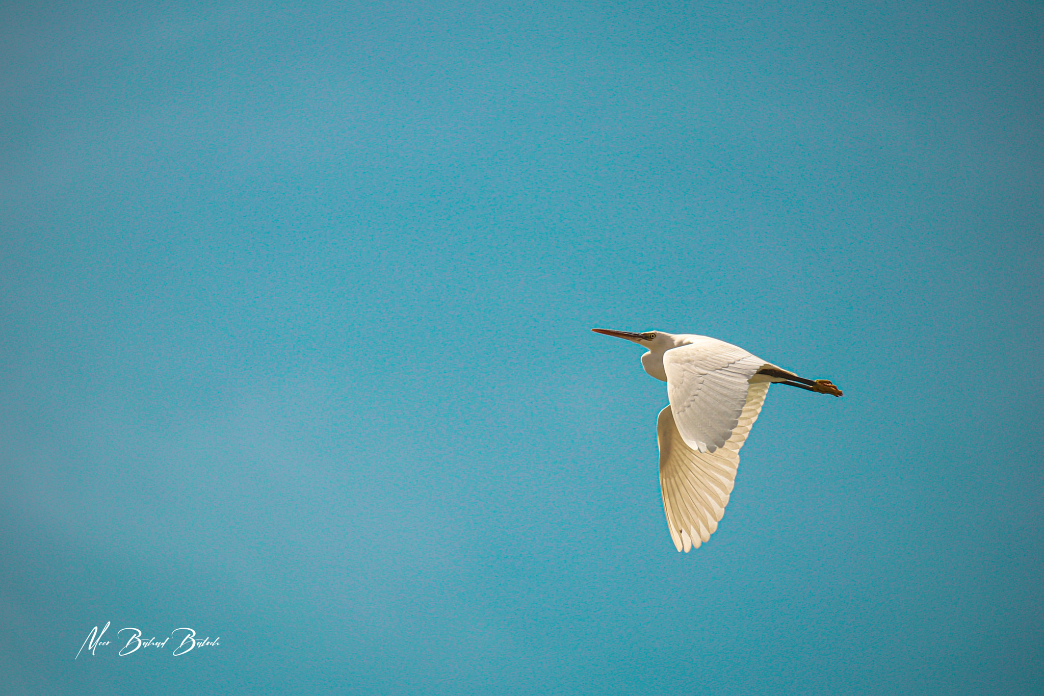 free-to-fly-by-meer-bahad-baloch-500px