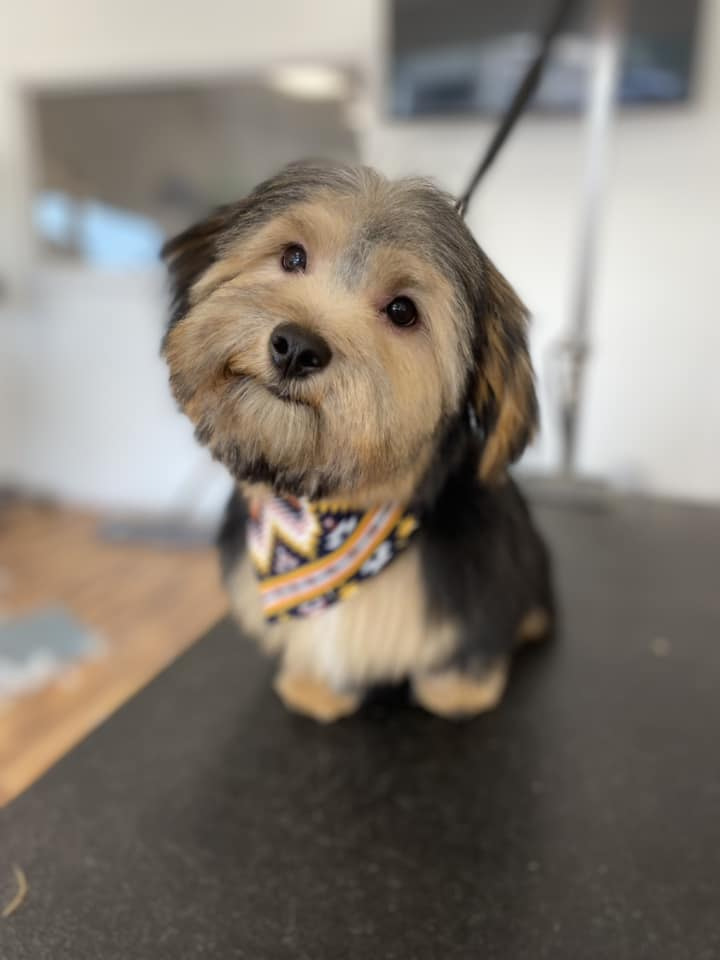 Dog Groomers in Schererville, Indiana