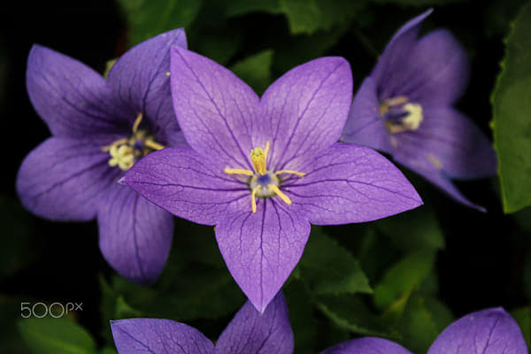 Platycodon grandiflorus on 500px.com