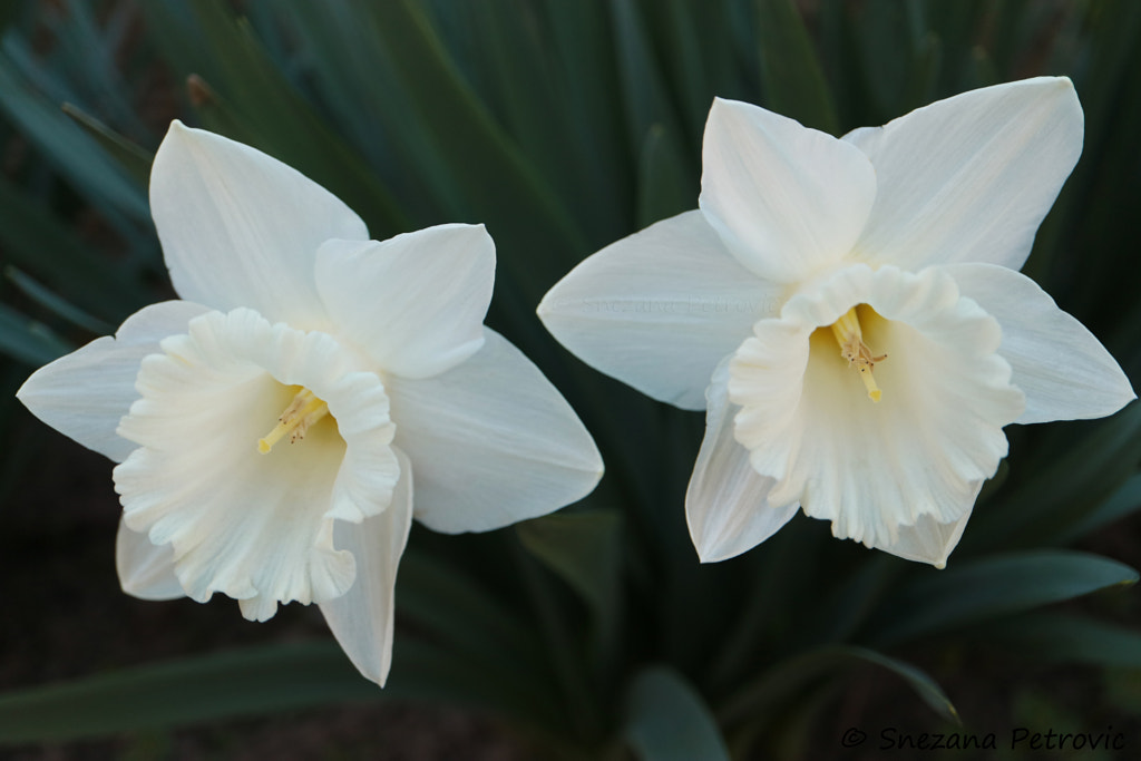 Two White Daffodils by Snezana Petrovic / 500px