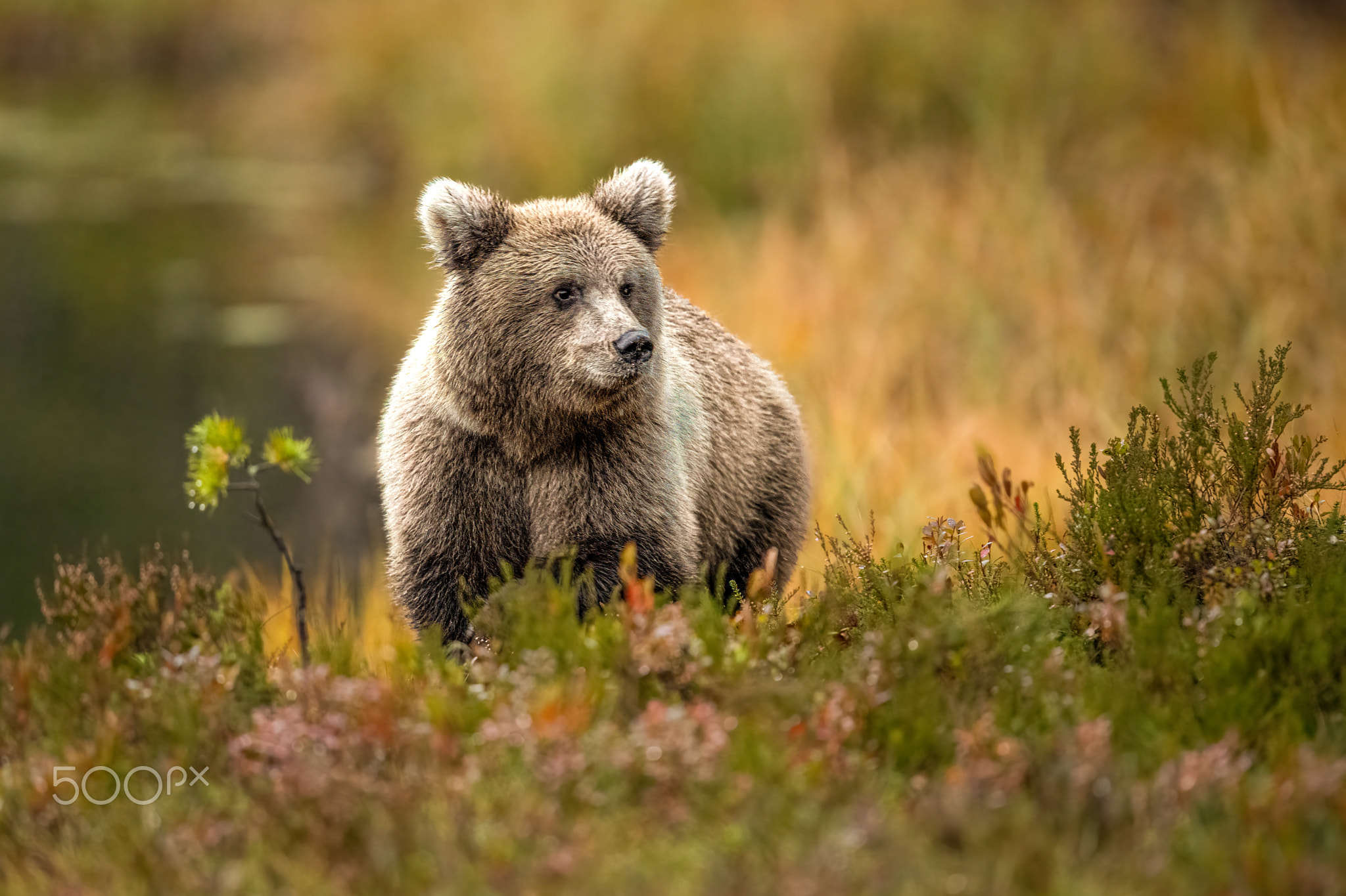 Wildlife in Finland. Bears, Wolverine and birds.