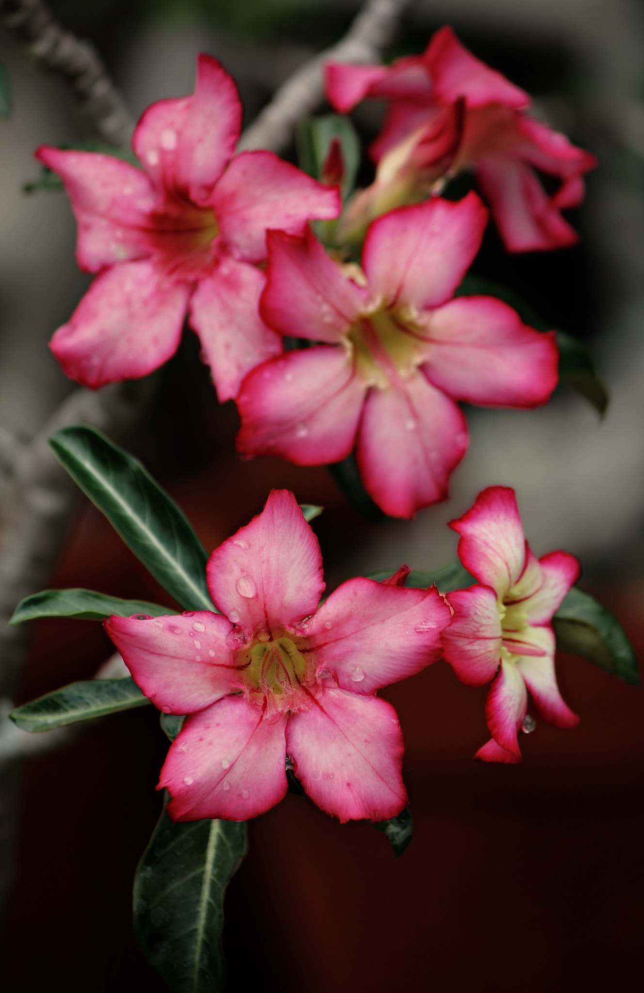 Desert rose