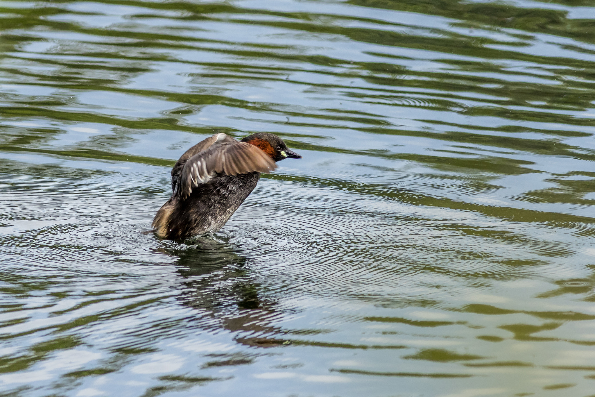 Little grebe (Tachybaptus ruficollis)