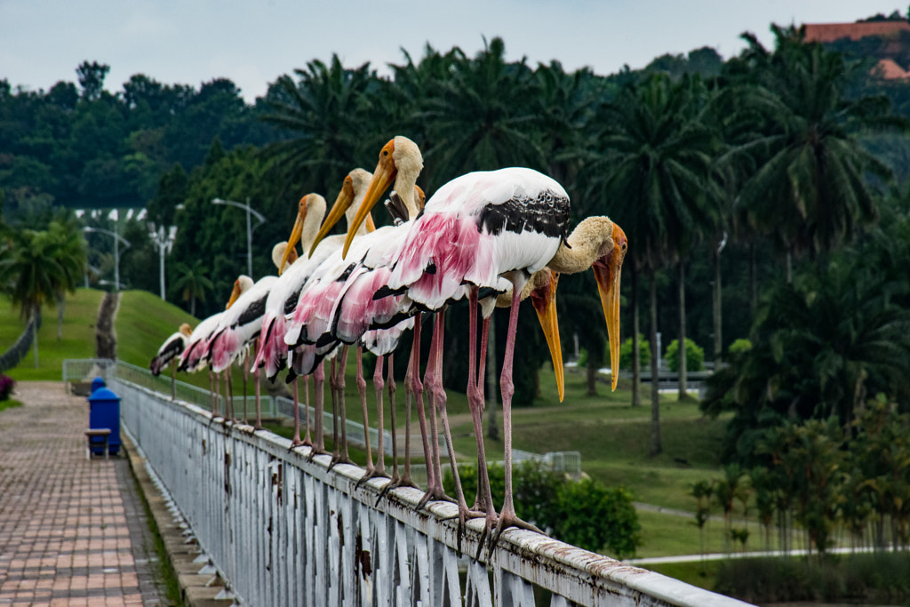 The Swans by L's on 500px.com