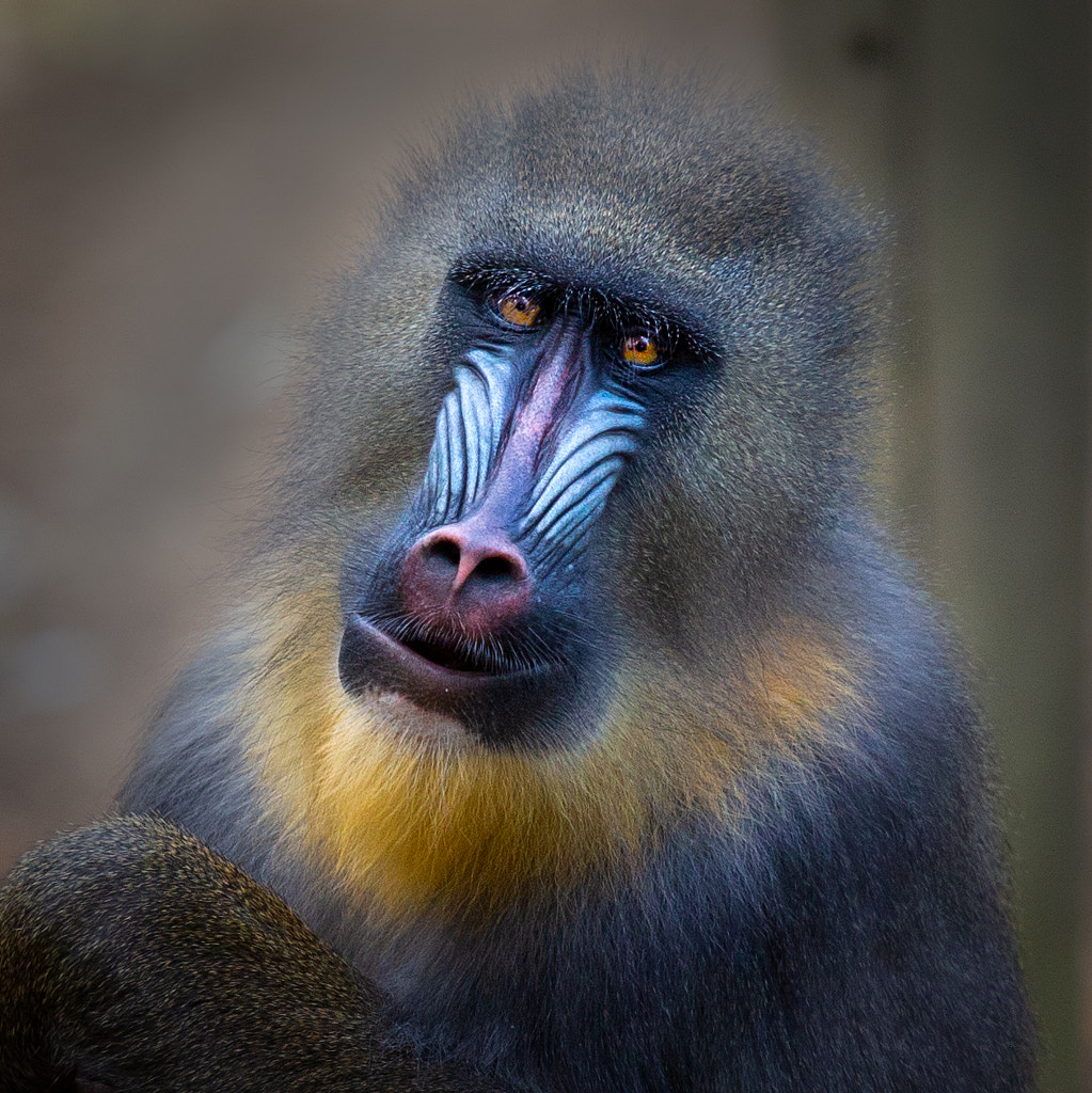 Mandrill Portrait by Stephen Stringer CPAGB / 500px