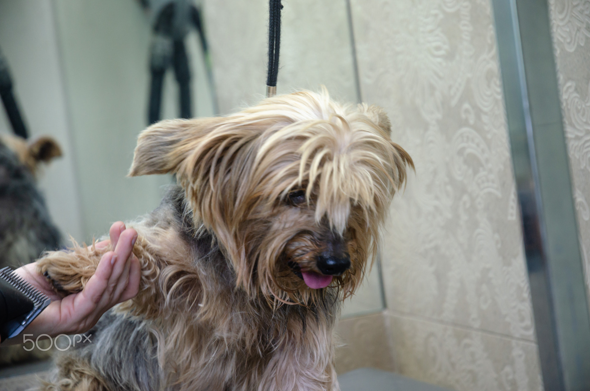 shaggy dog in a grooming salon on a haircut
