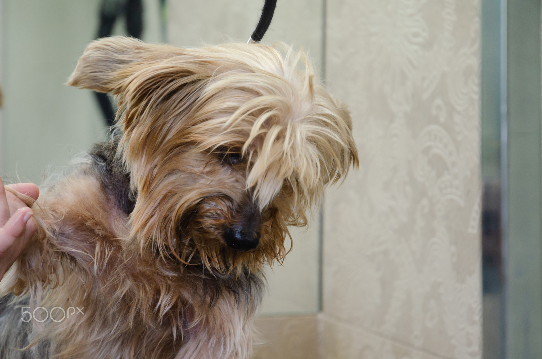 shaggy dog in a grooming salon on a haircut