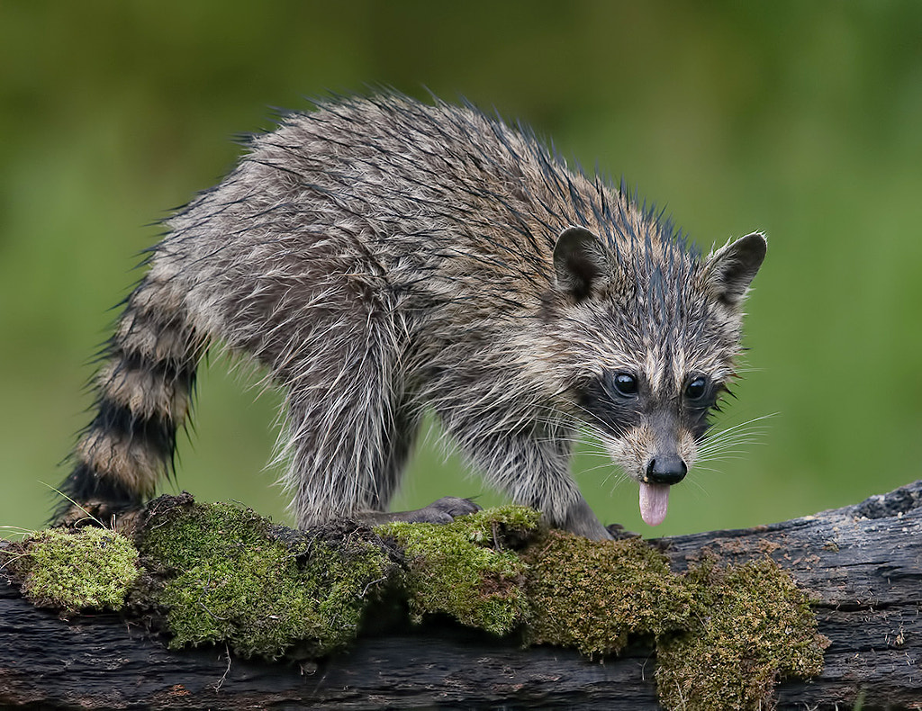 Young Raccoon wet by Elizabeth E. / 500px