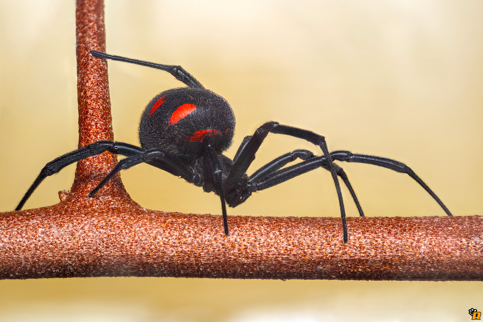 Mediterranean Black Widow by Rinaldo Macrolife / 500px