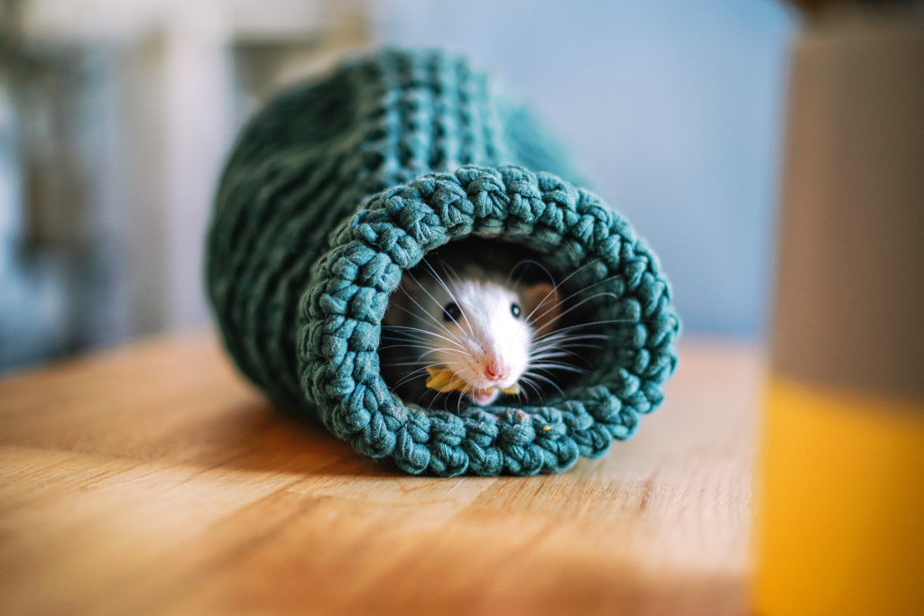 Close-up of lizard on table by Olha Dobosh on 500px.com