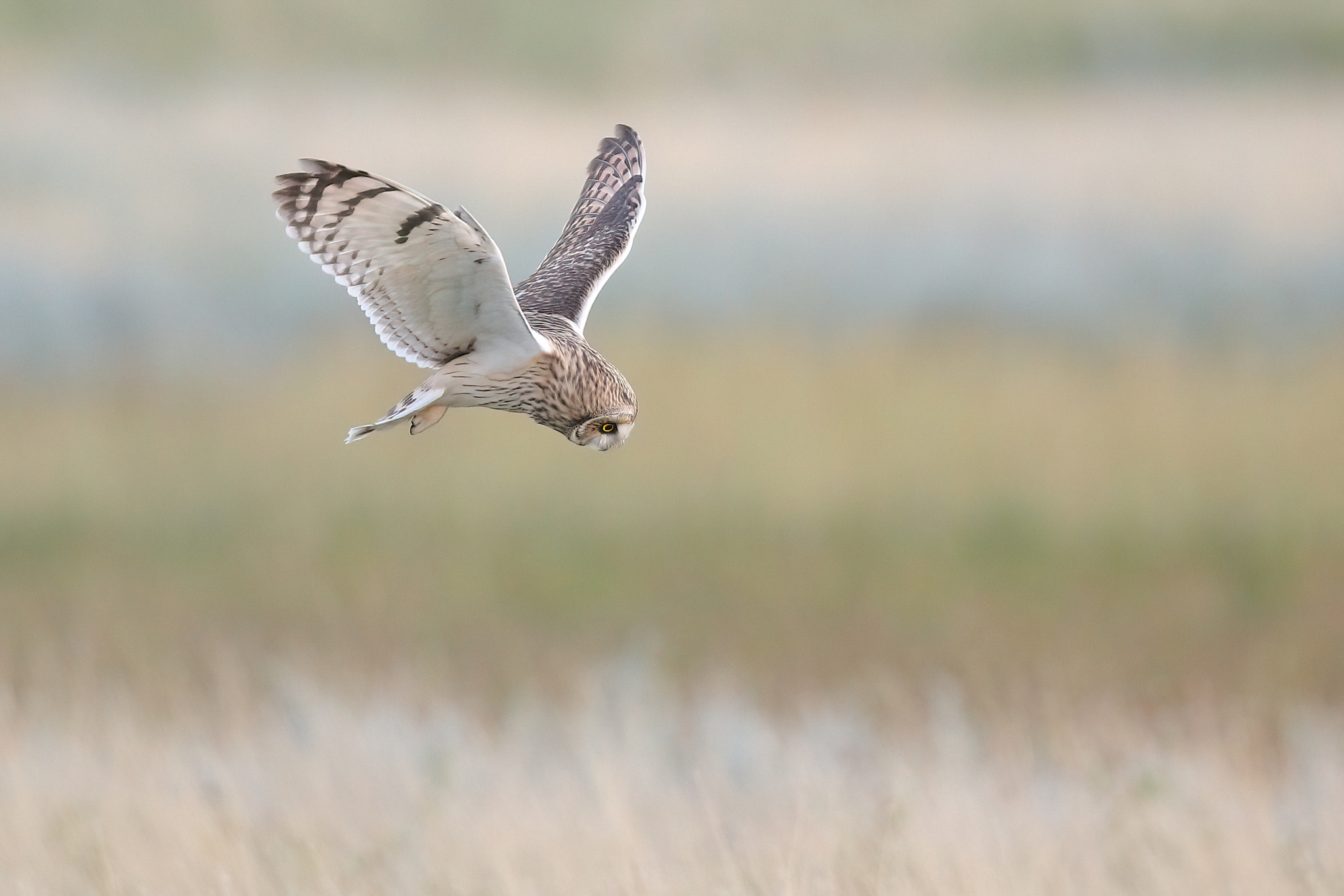 short-eared-owl-on-the-hunt-by-johan-horneman-500px