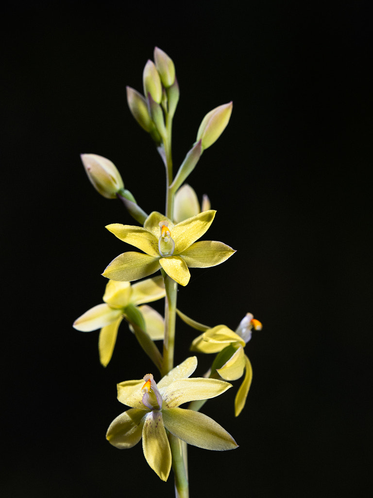 Lemon Scented Sun Orchid by Paul Amyes on 500px.com