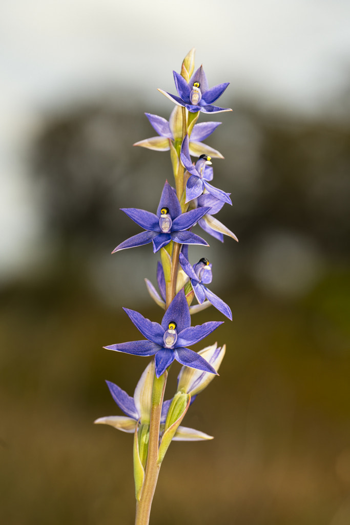 York Golf Course by Paul Amyes on 500px.com