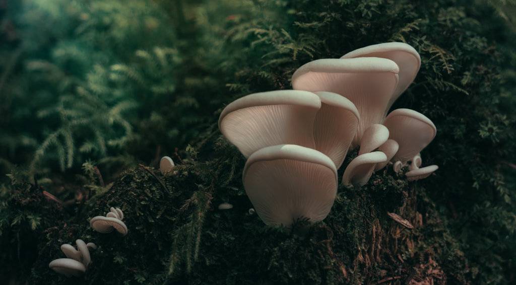 Oyster Mushrooms by Timm Burgess on 500px.com