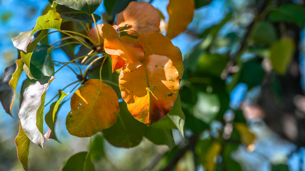 Autumn colors in the pear tree by Milen Mladenov on 500px.com