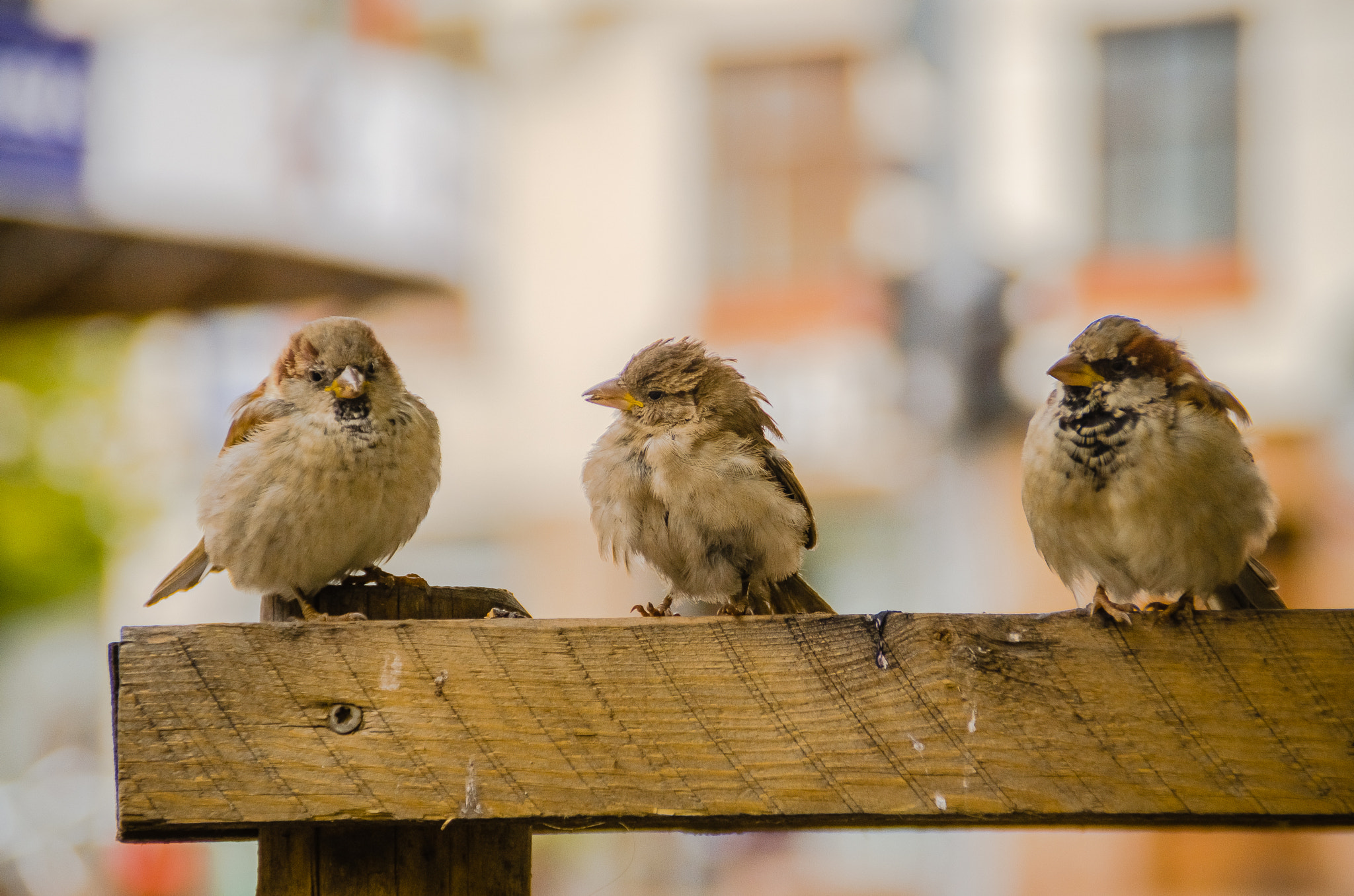 Close-up of birds perching on wood