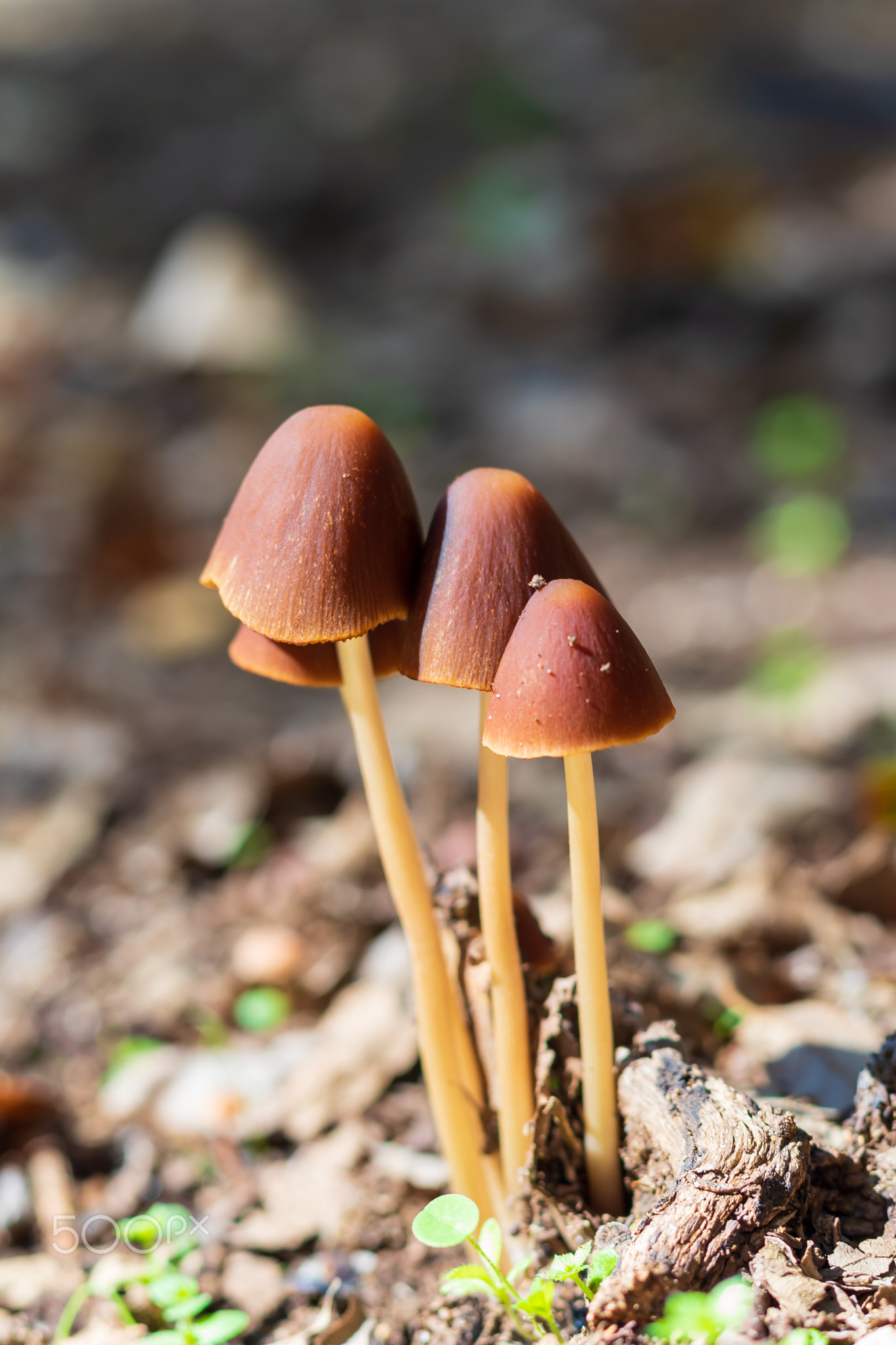 Family of mushrooms