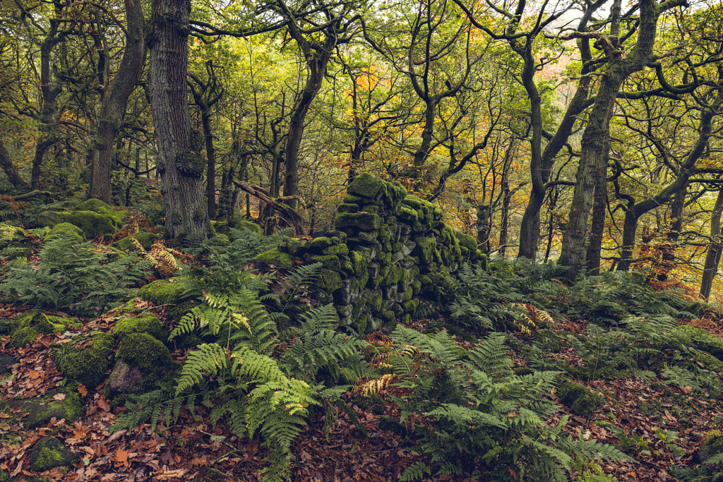 Ancient oak forest by Indra Delle / 500px