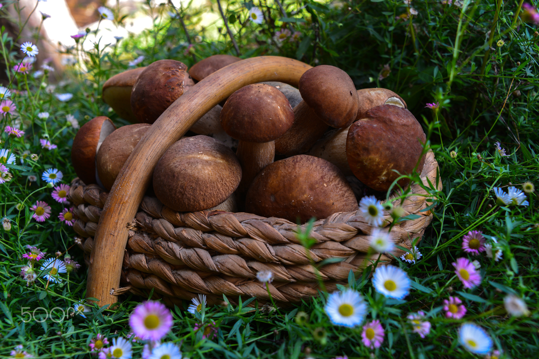 Close-up of boletus edulis in a basket