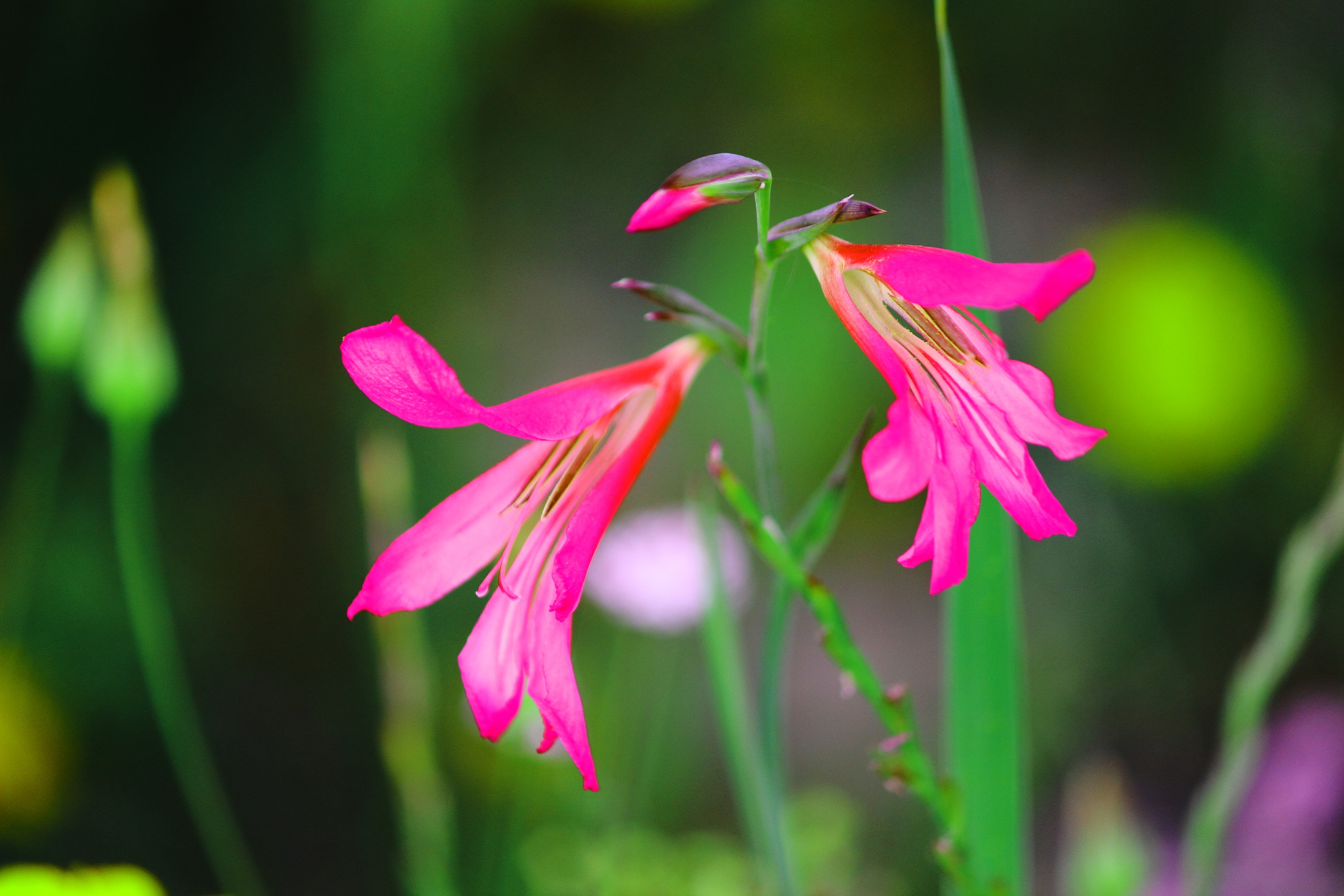 dragon flower
